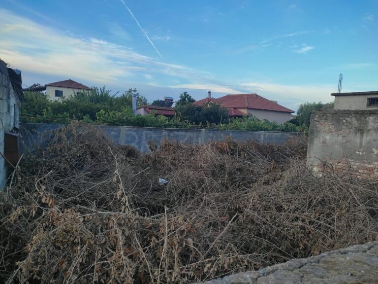 Para pastrimit - Pastrim Trualli, Divjakë